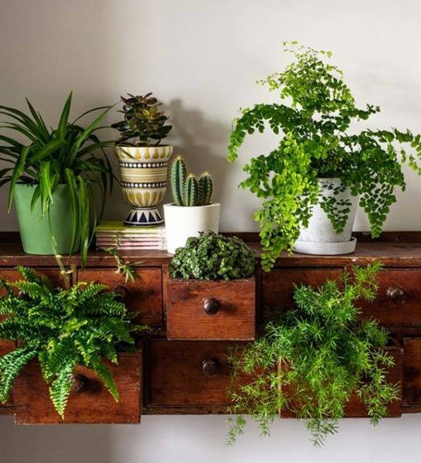 Your Indoor Mini Garden