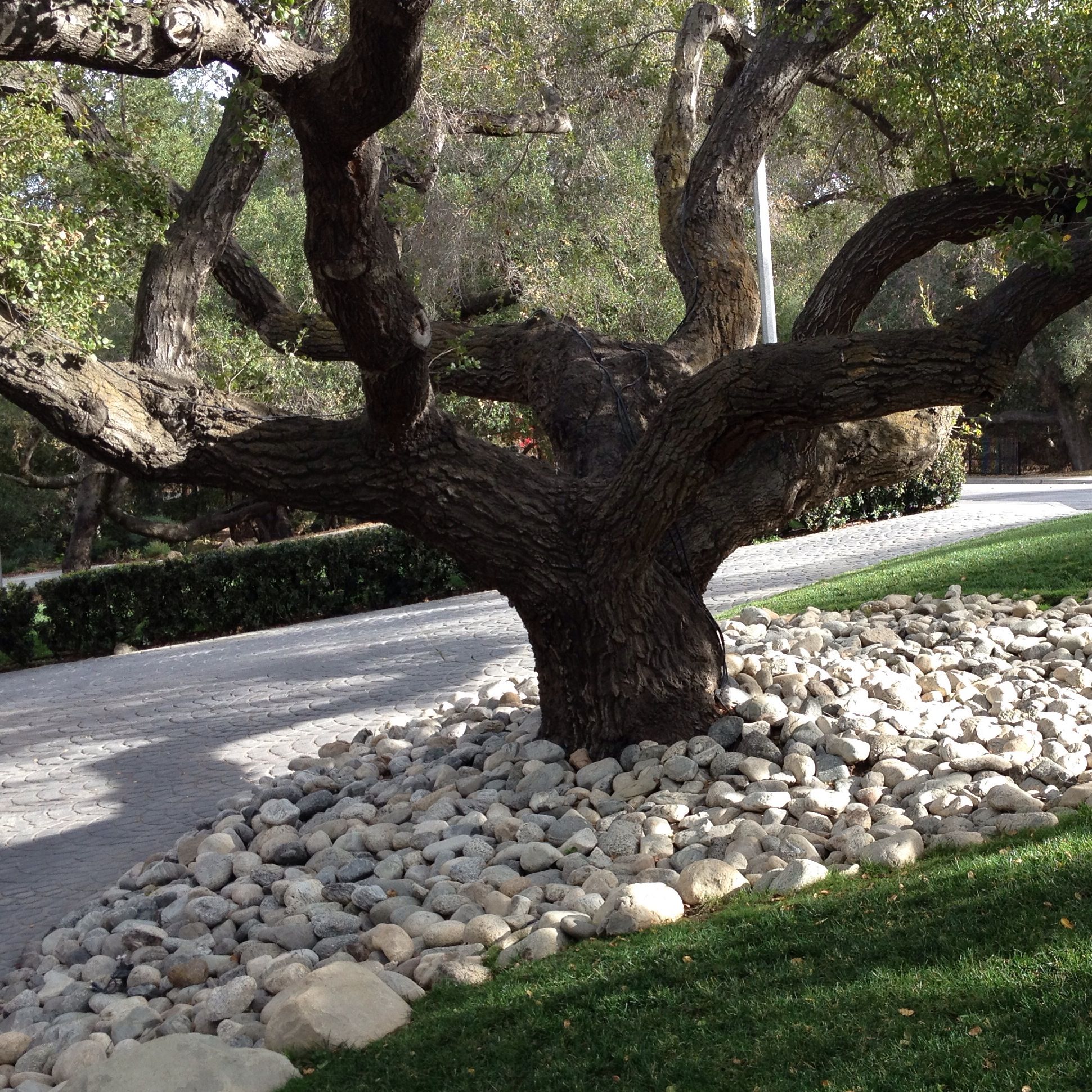 This Landscaping