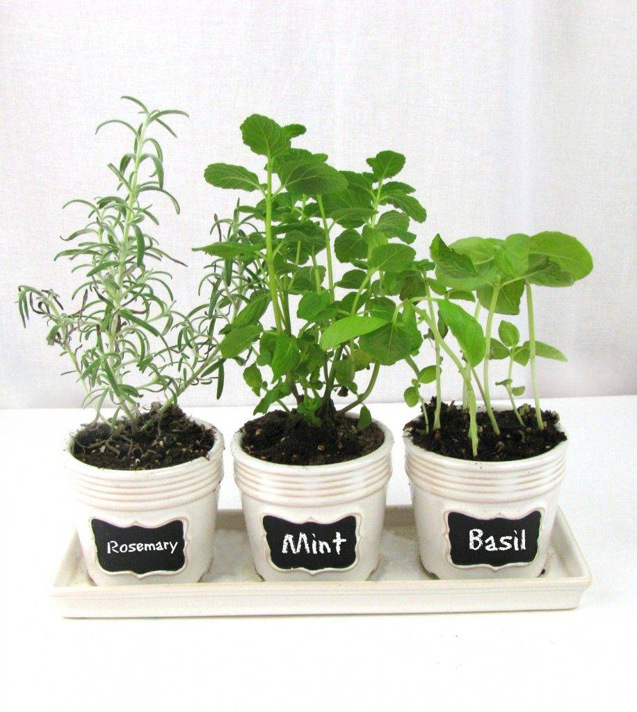 Herb Garden Ideas