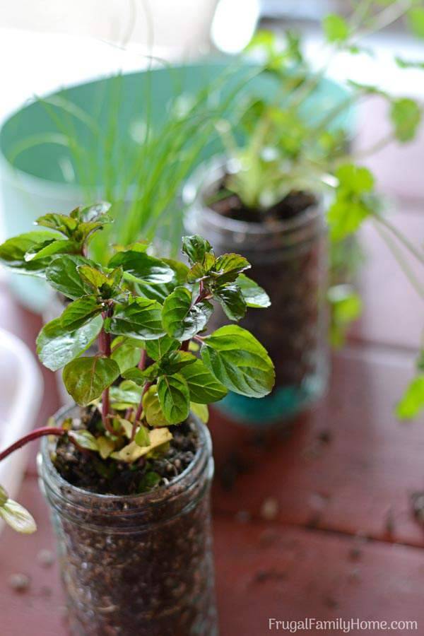 Indoor Windowsill Herb Garden Garden Design Ideas Home Design Info