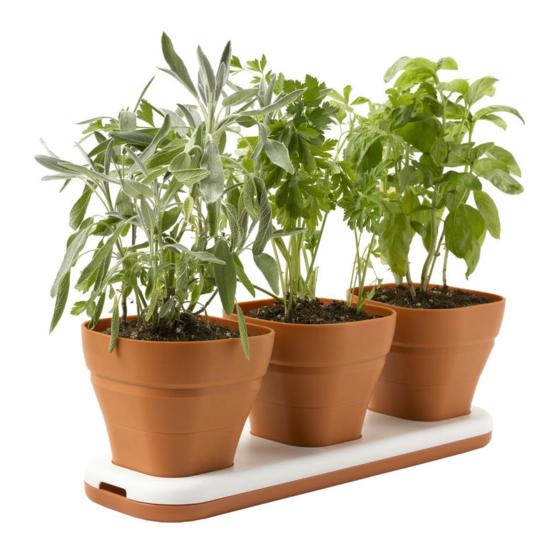 A Gorgeous Windowsill Herb Garden