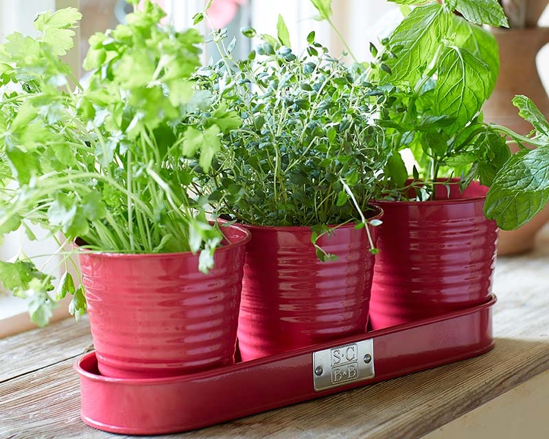 Windowsill Herb Gardens Windowsill Herb Garden