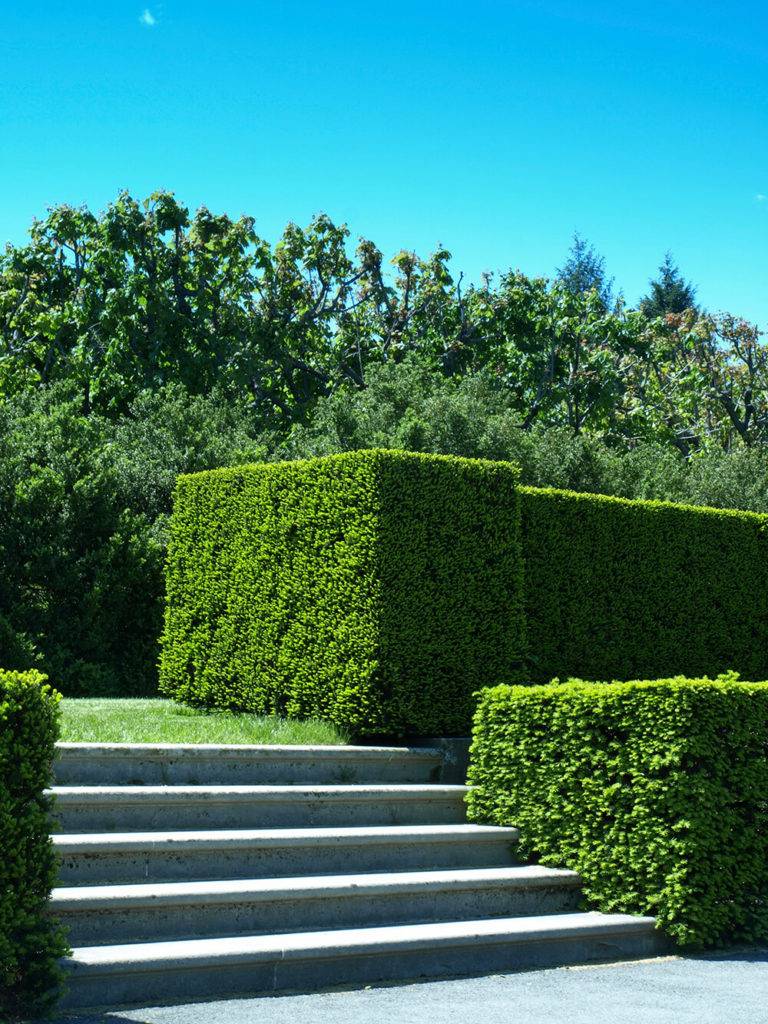 Incredible Garden Hedge Ideas