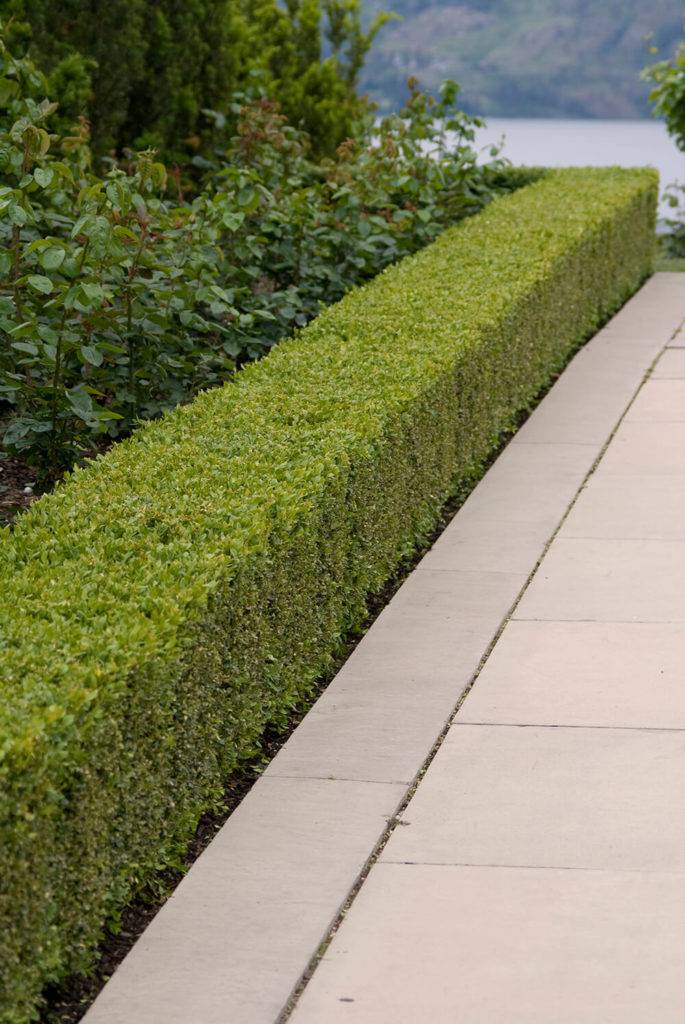 Incredible Garden Hedge Ideas