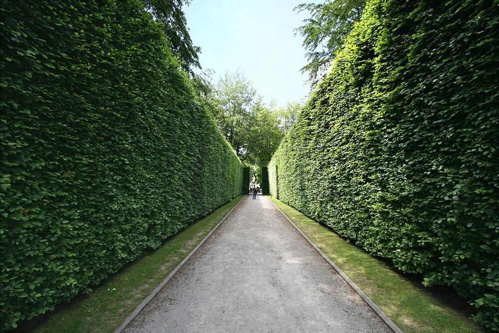 Incredible Garden Hedge Ideas