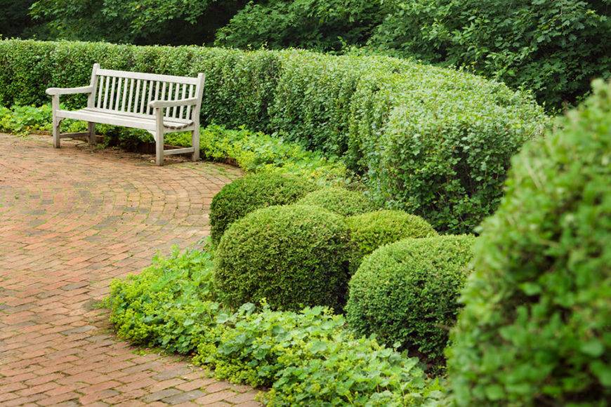 Front Garden Hedge