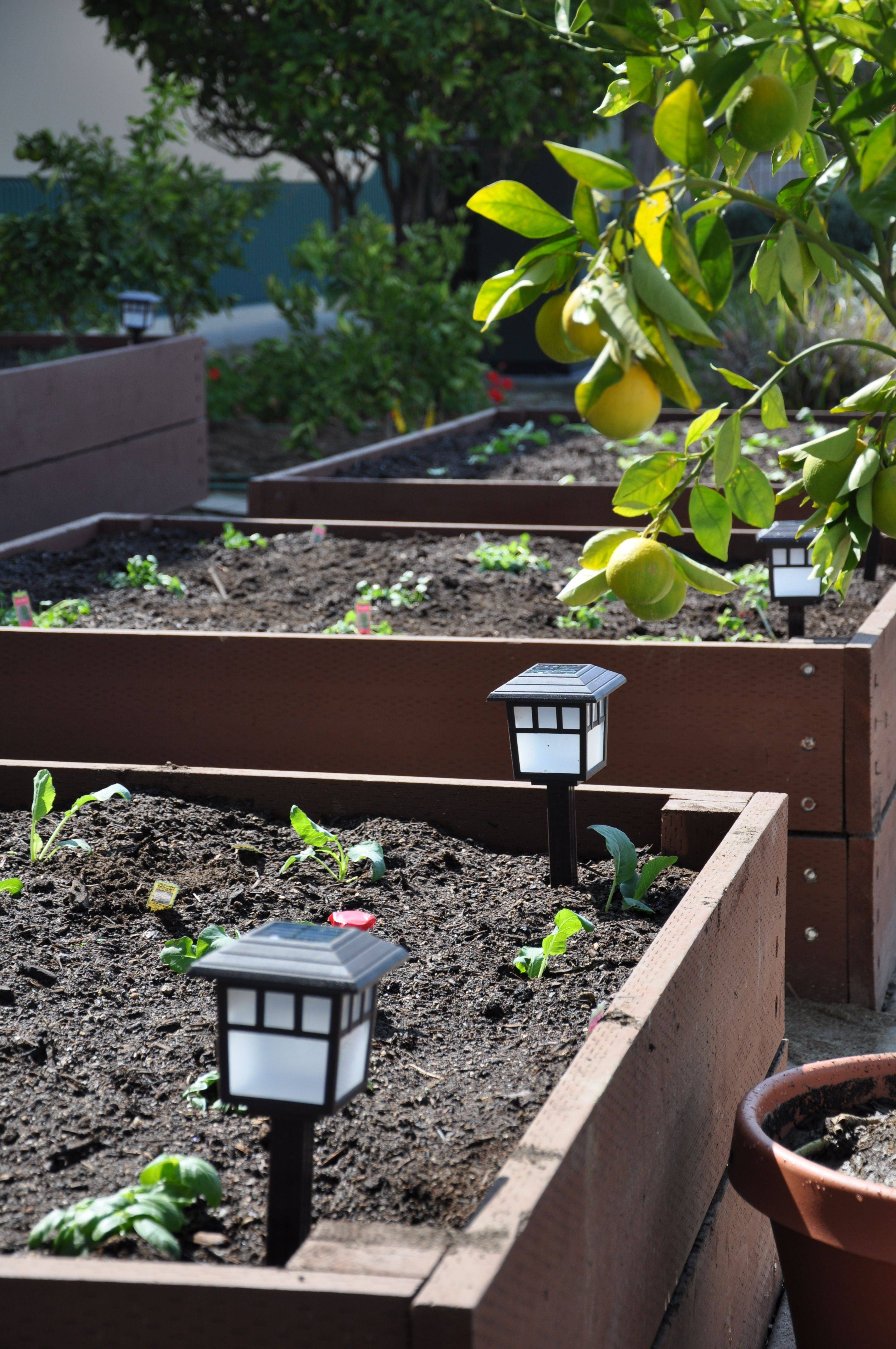 Impressive Vegetable Garden Designs