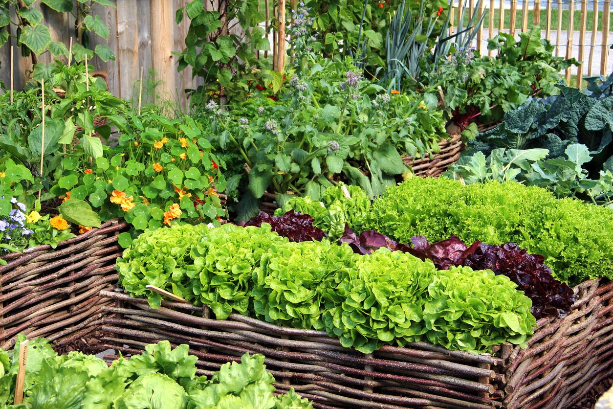 My Square Food Garden