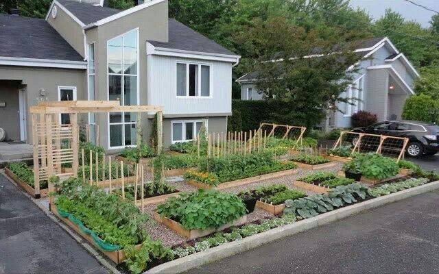 Vegetable Gardening