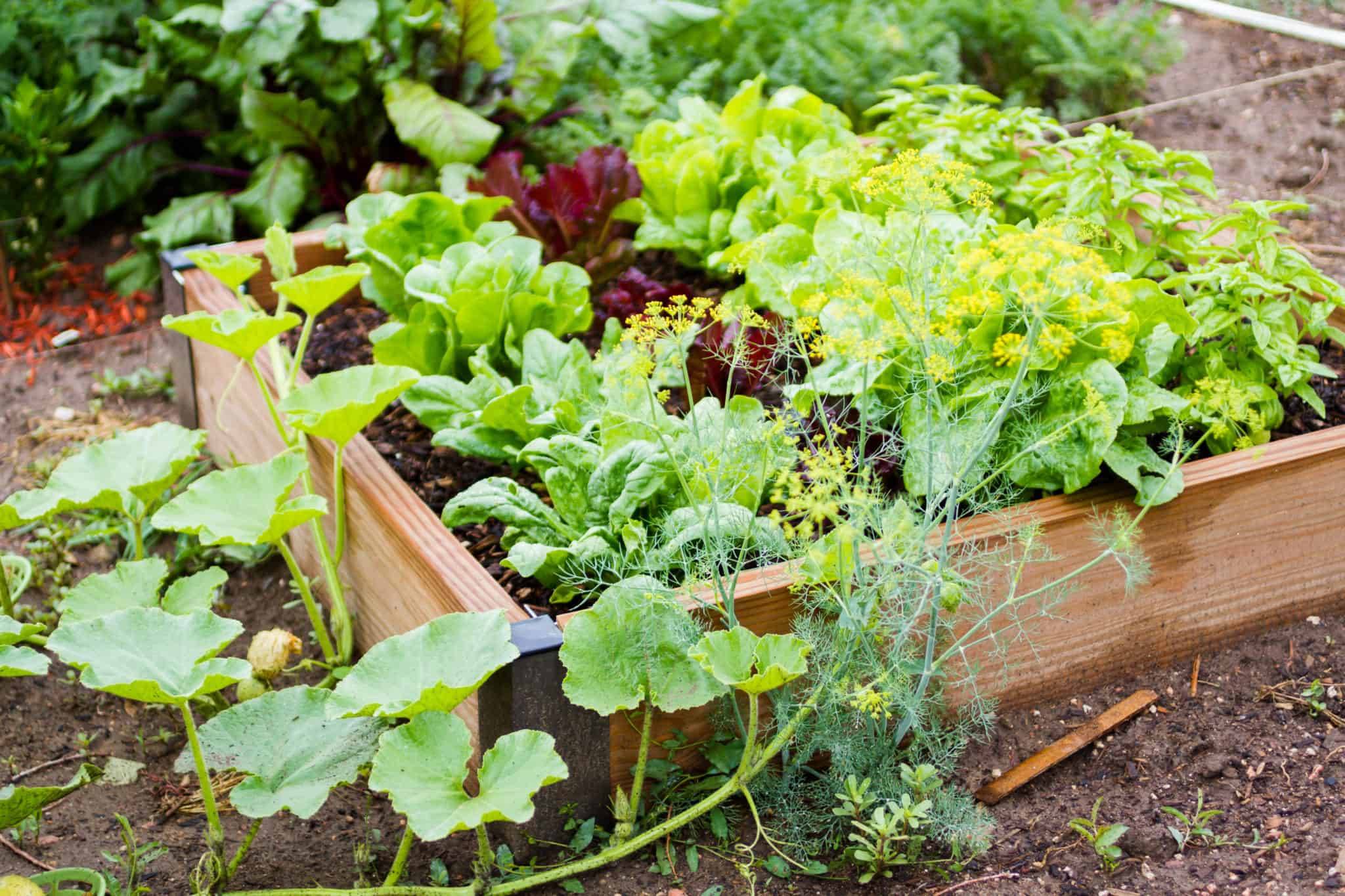 Vegetable Garden Growing Food