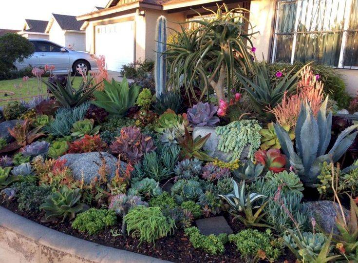 A Succulent Rock Garden