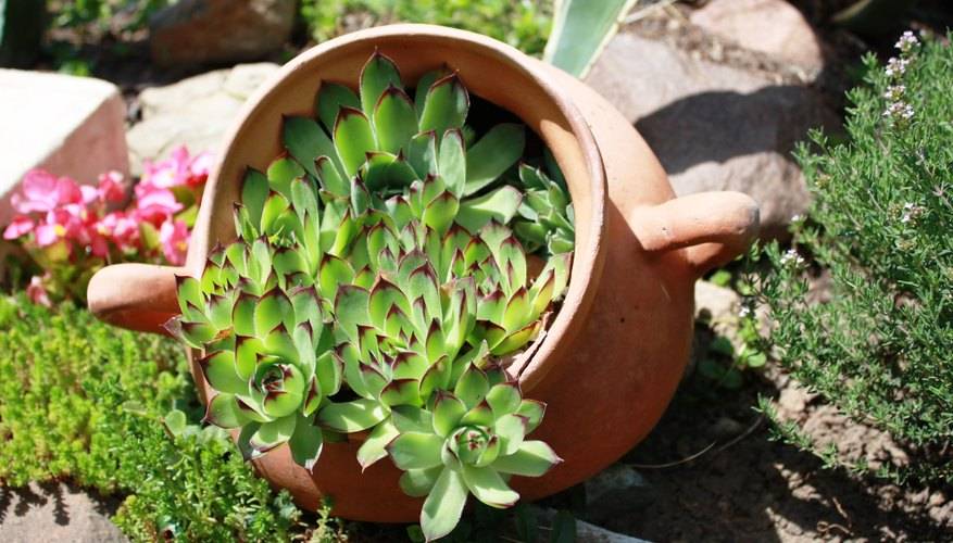 Diy Rock Cactus Gardens