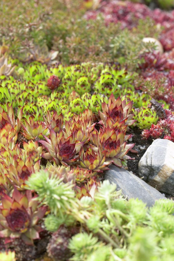 Mini Succulent Rock Garden