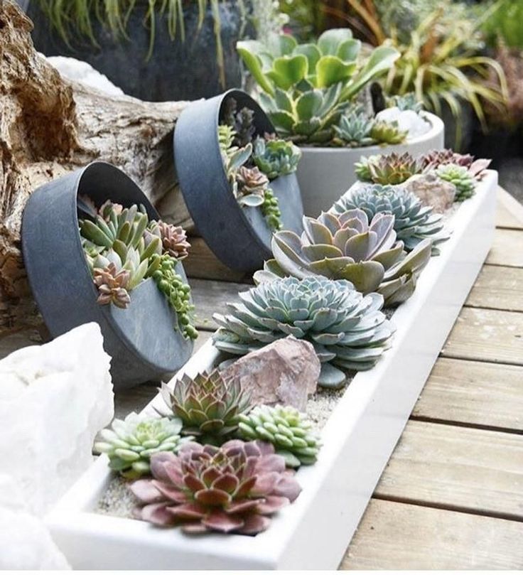 Succulent Rock Garden Designs Black Gold