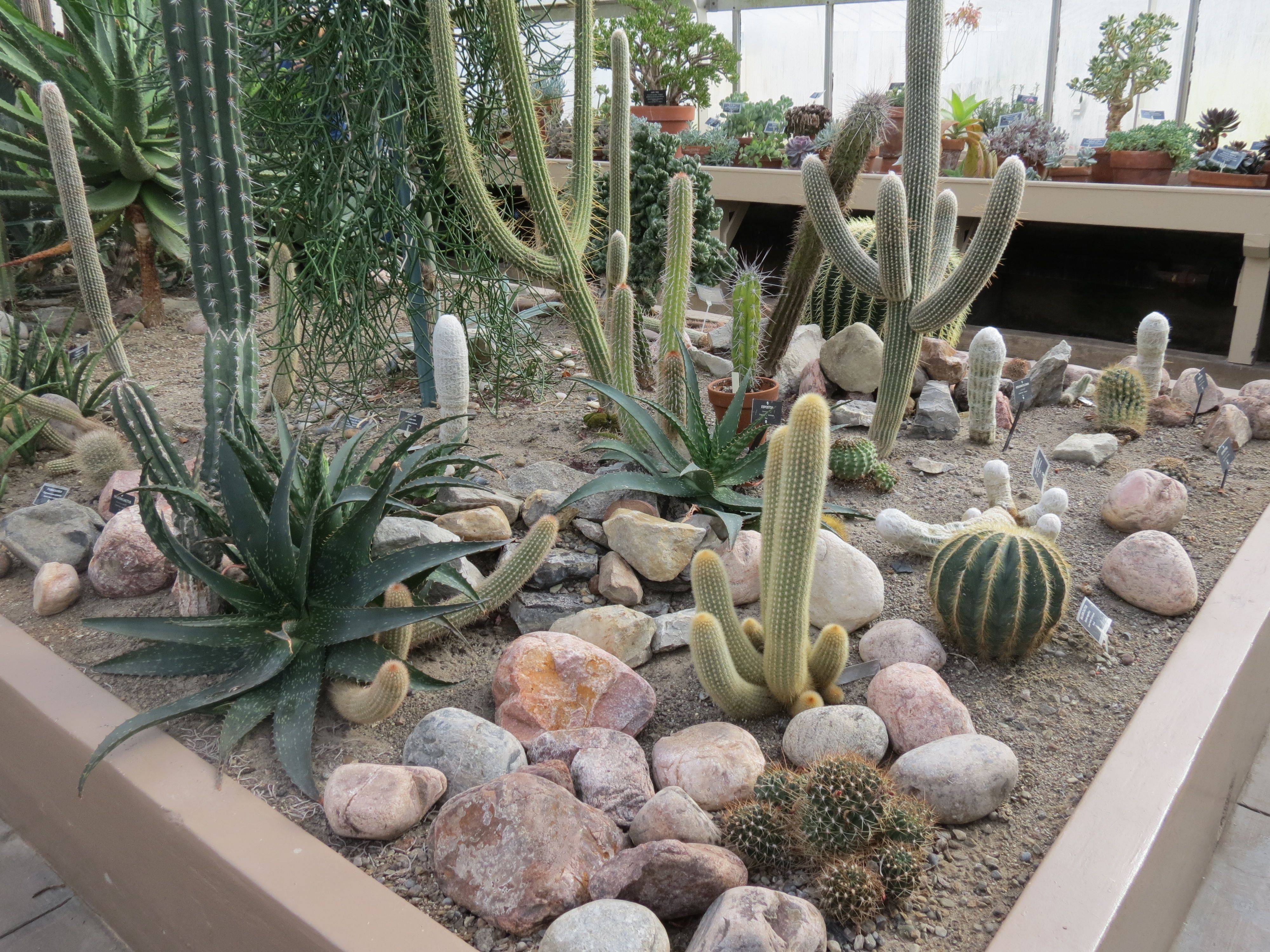 Incredible Cactus Garden Landscaping Ideas Best For Summer Magzhouse