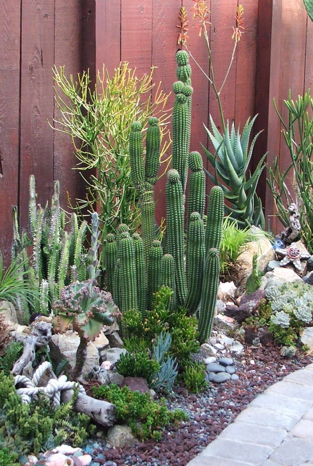 Outdoor Cactus Garden Ideas