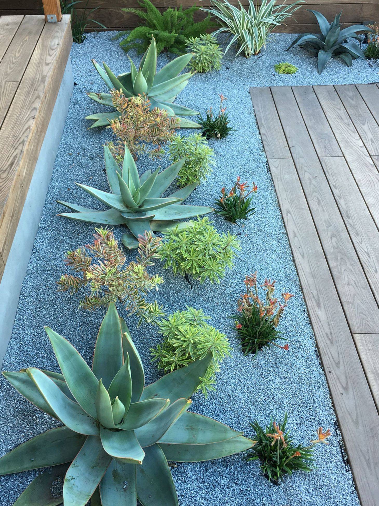 Outdoor Cactus Garden Ideas