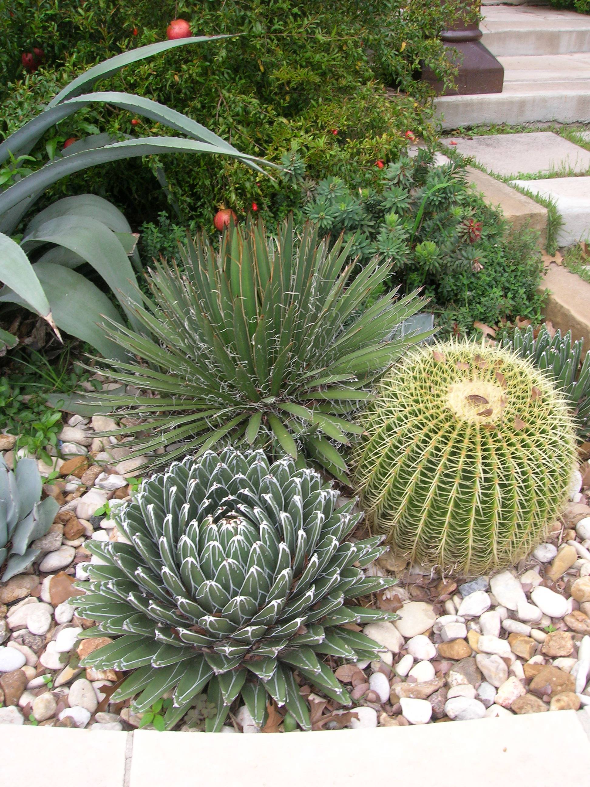 Outdoor Cactus Garden Ideas