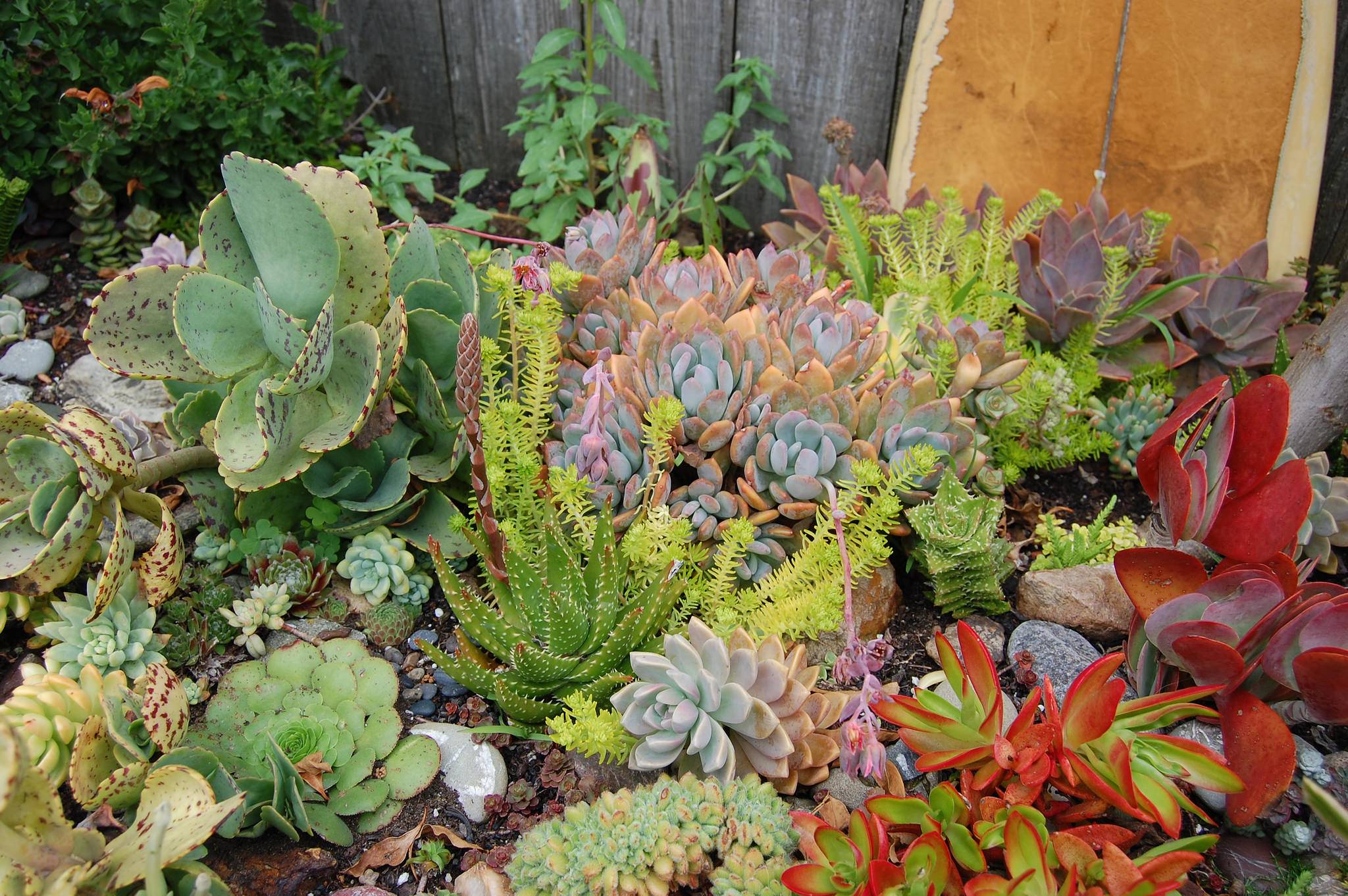 Easycare Mini Succulent Garden Ideas