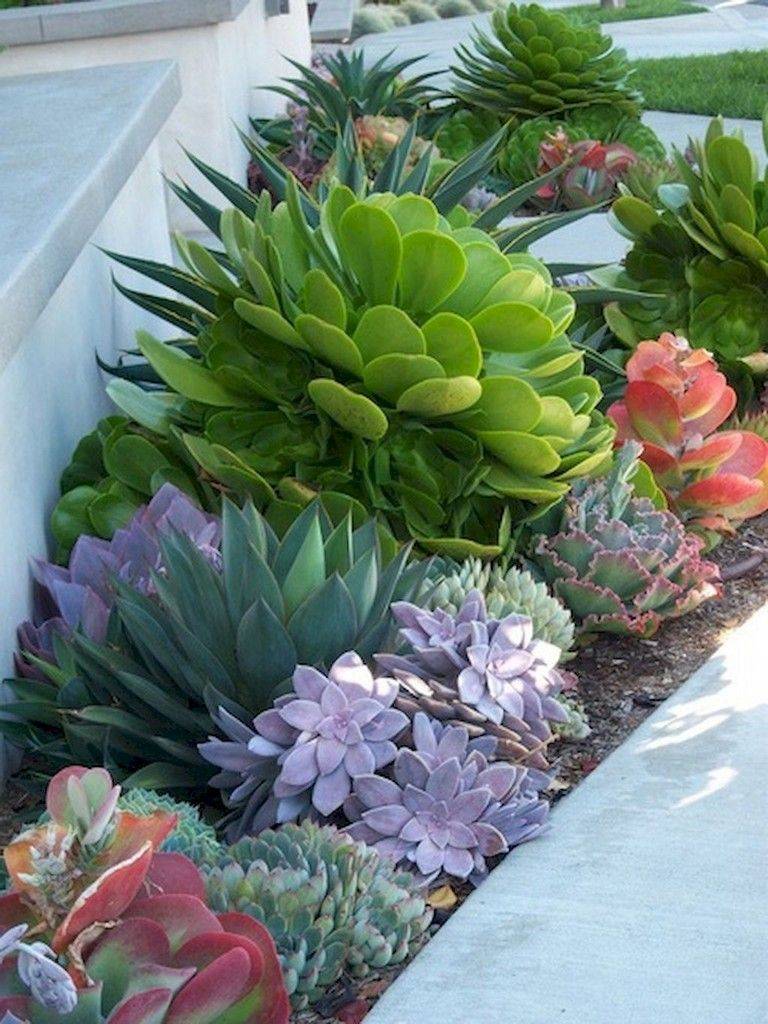 Small Succulent Container Garden Ideas