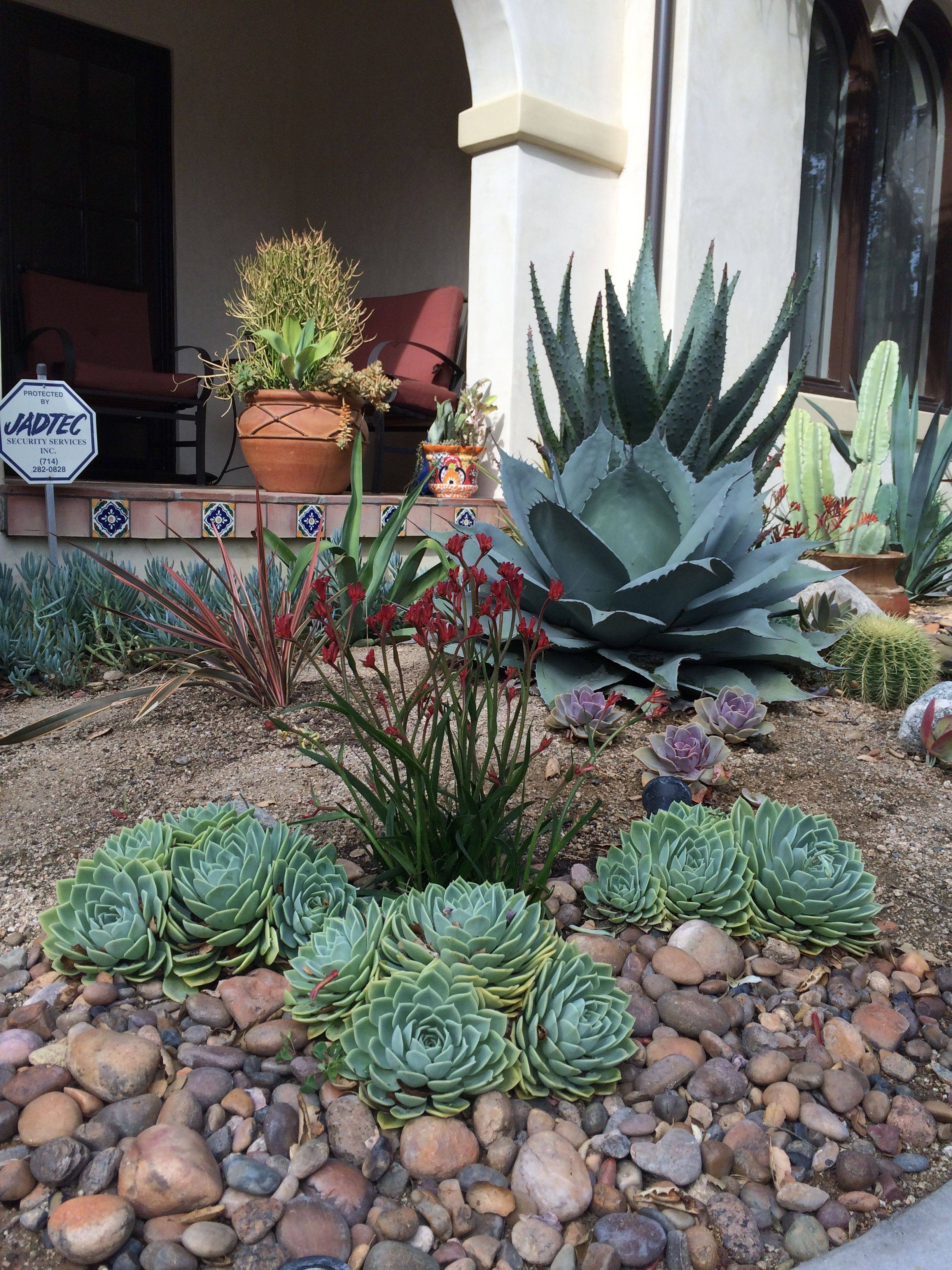 Succulent Border Rock Garden Basic Gardens