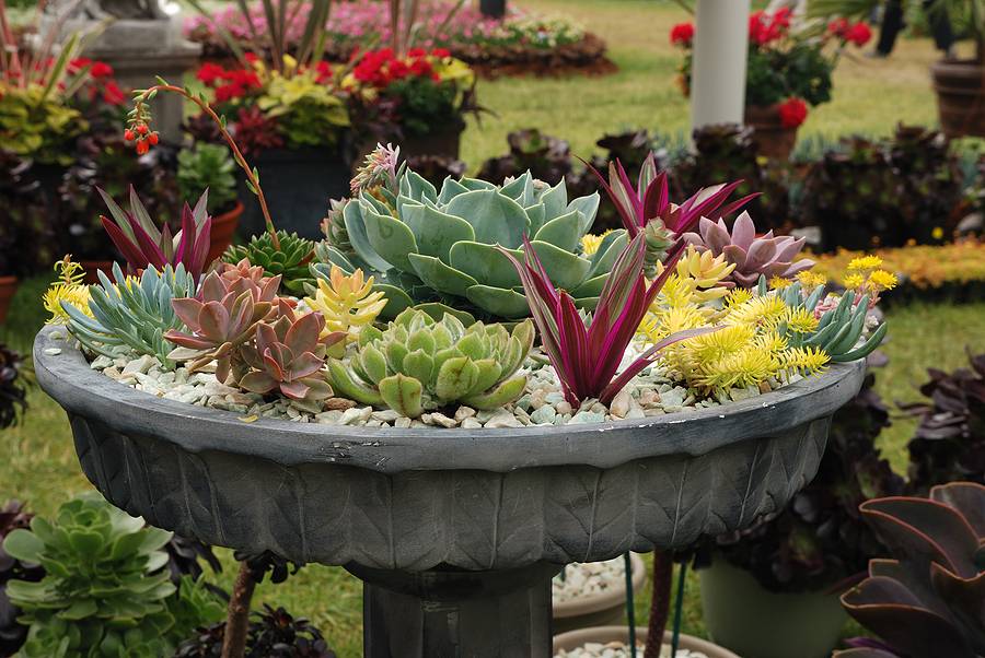 Dish Garden Ideas The Top Succulent Garden Ideas Cook