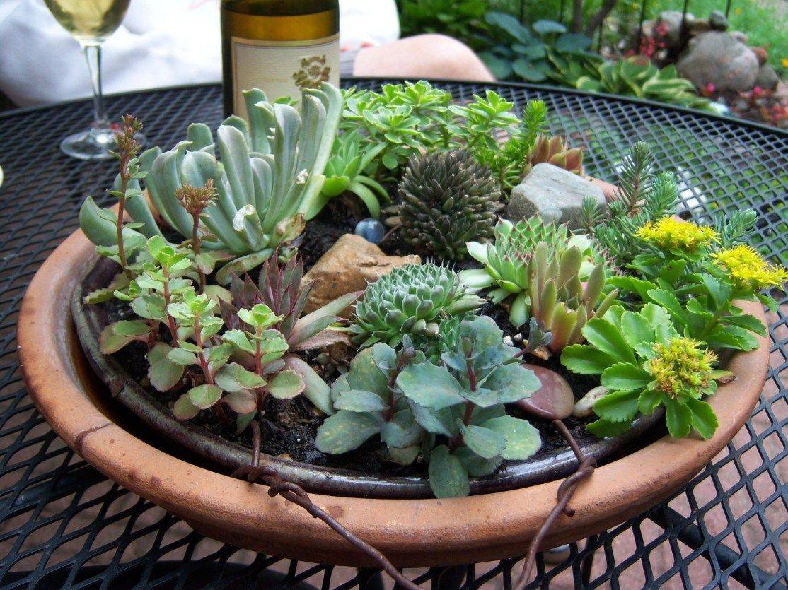 Succulent Dish Garden
