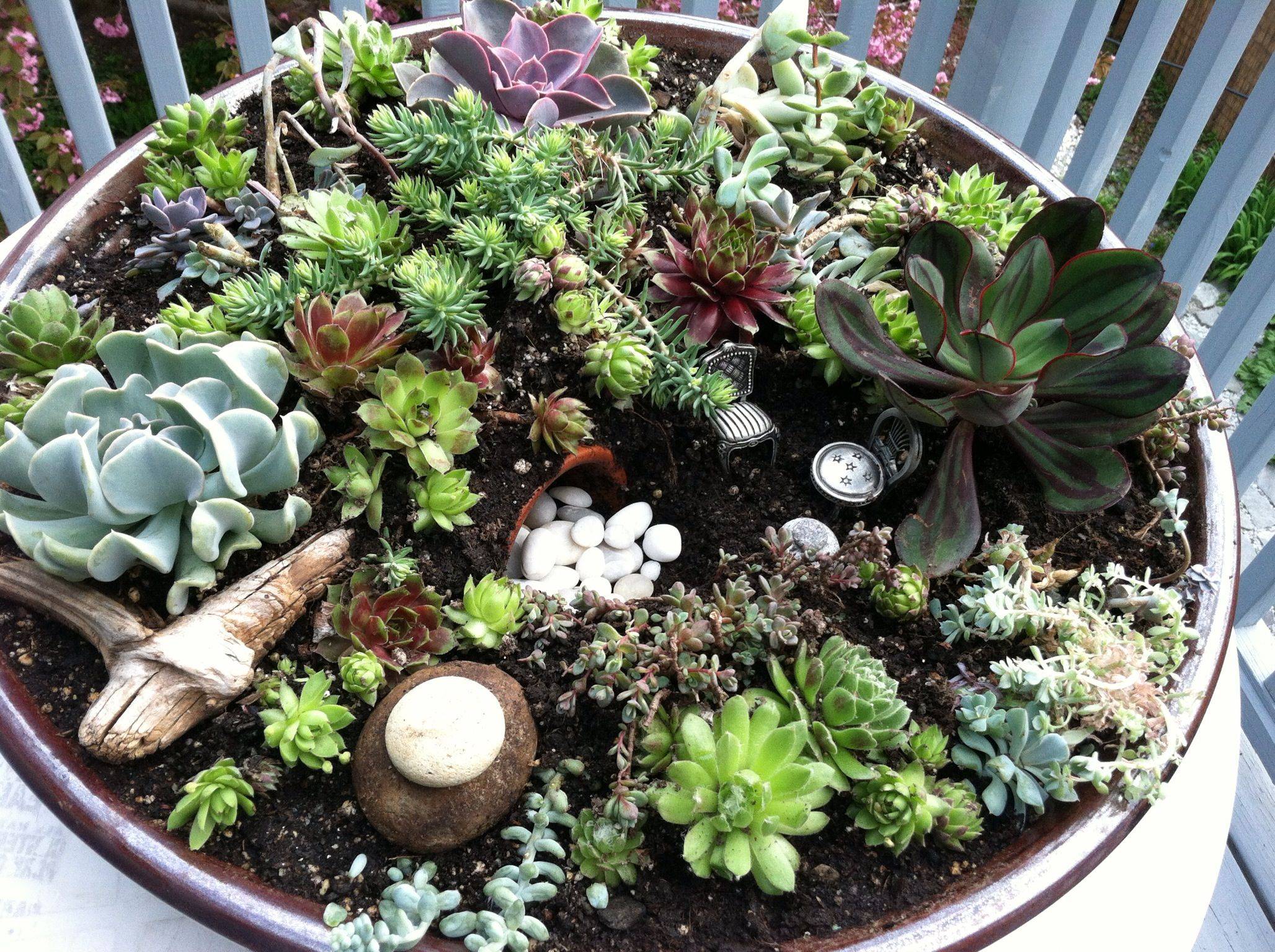 Succulent Dish Garden