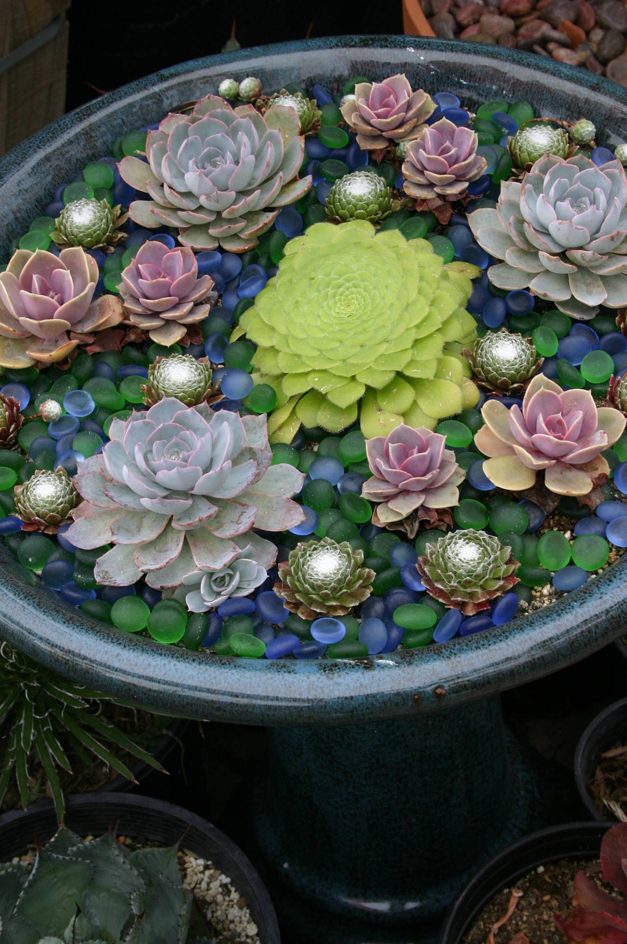 Succulent Dish Garden Succulents