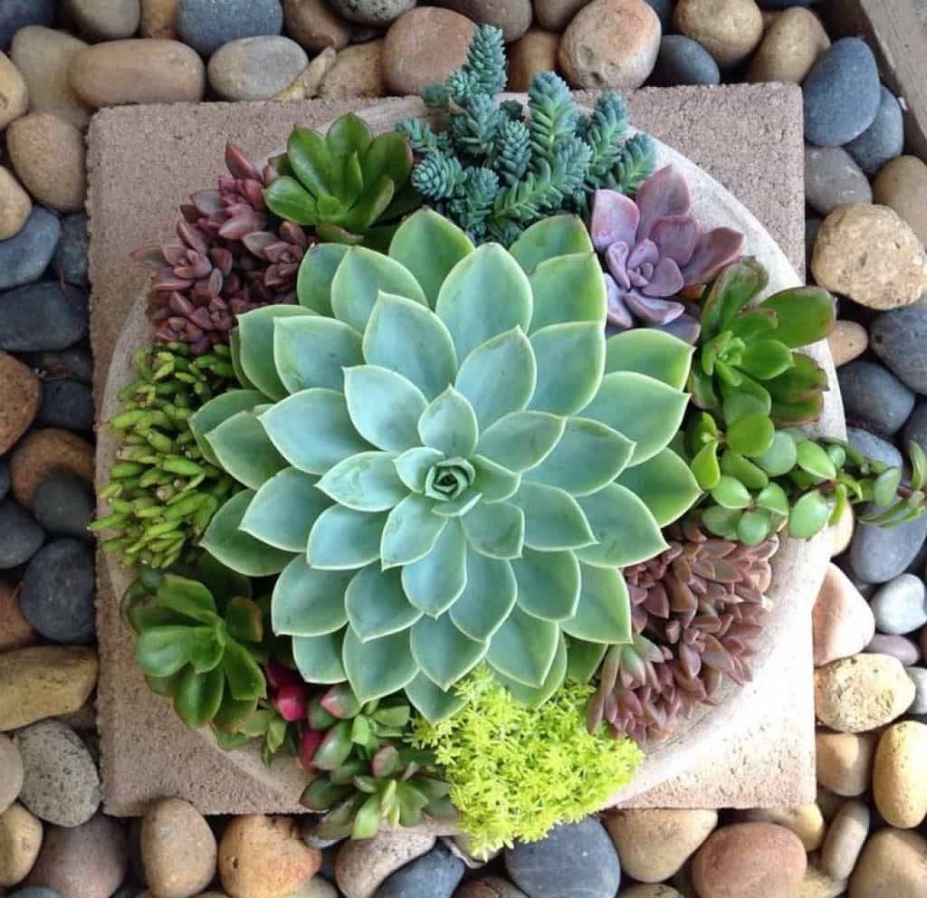 Succulents Dish Garden In Miami Fl Luxury Flowers Miami