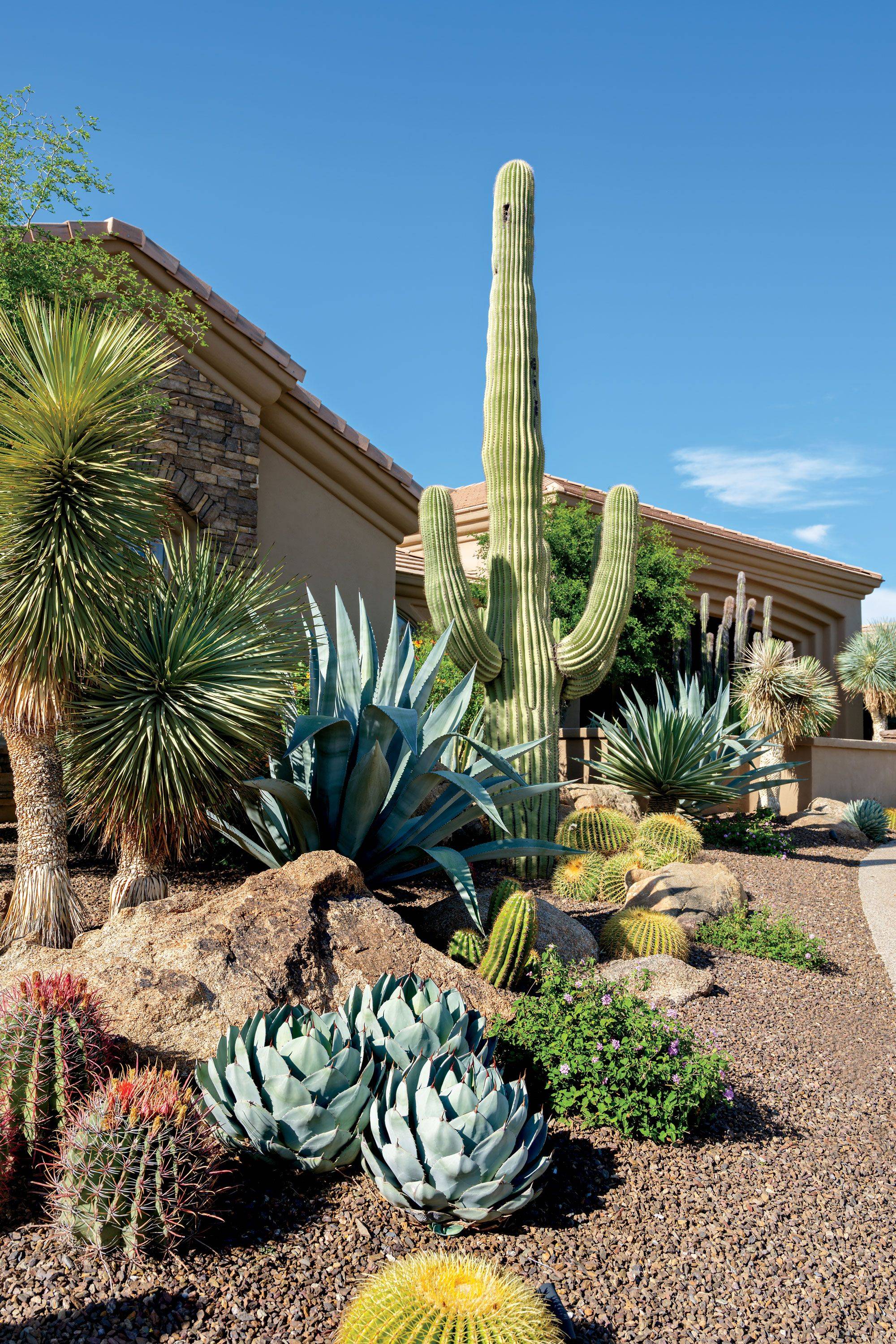 Sharp Cactus Garden Ideas