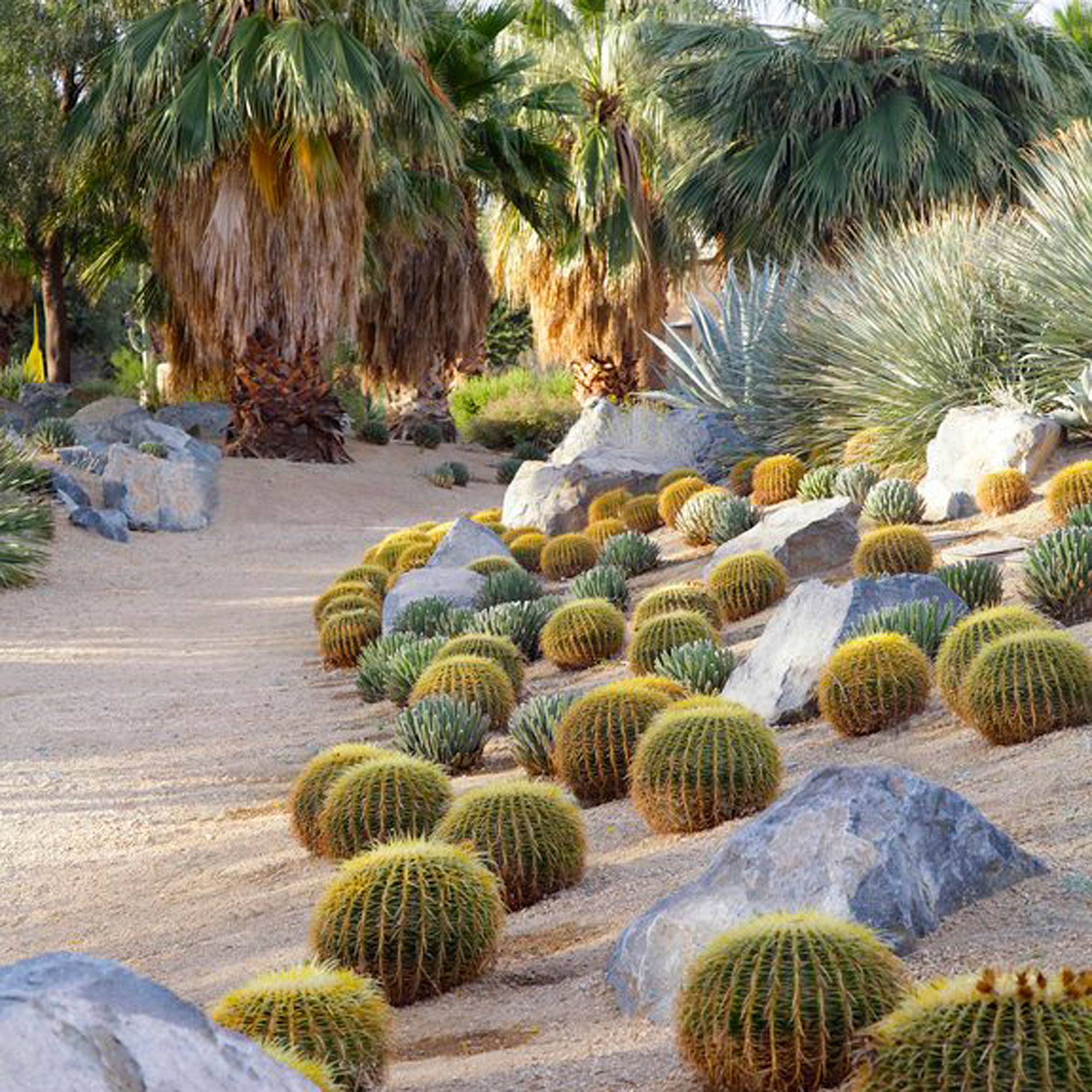 Beautiful Cactus Landscaping Ideas