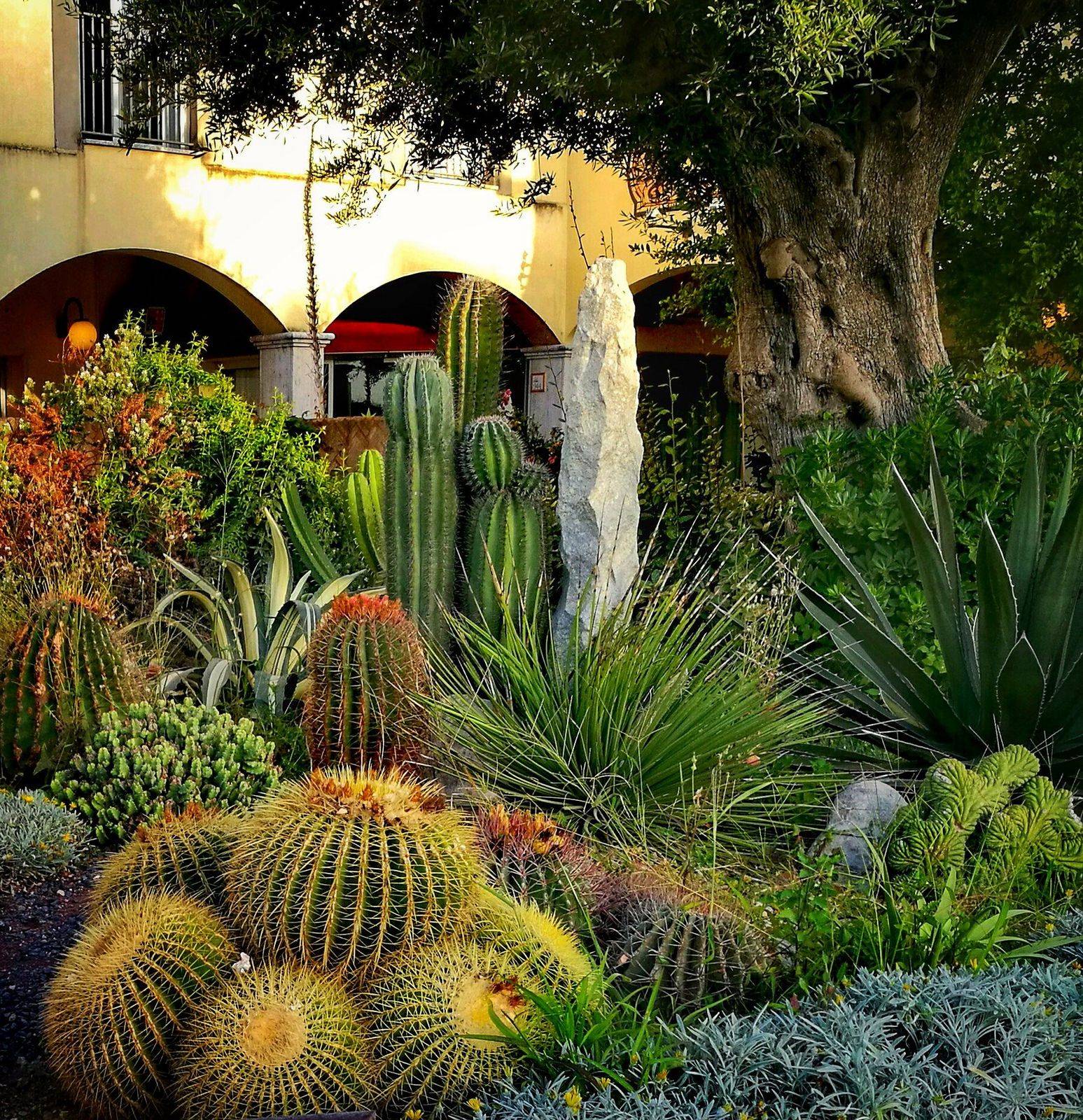 Cactus Landscaping Ideas