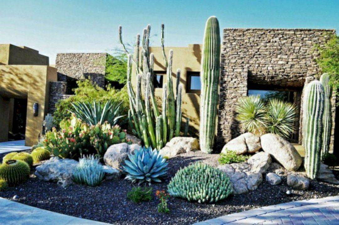 Arizona Desert Cactus Landscape Arizona Cactus Garden