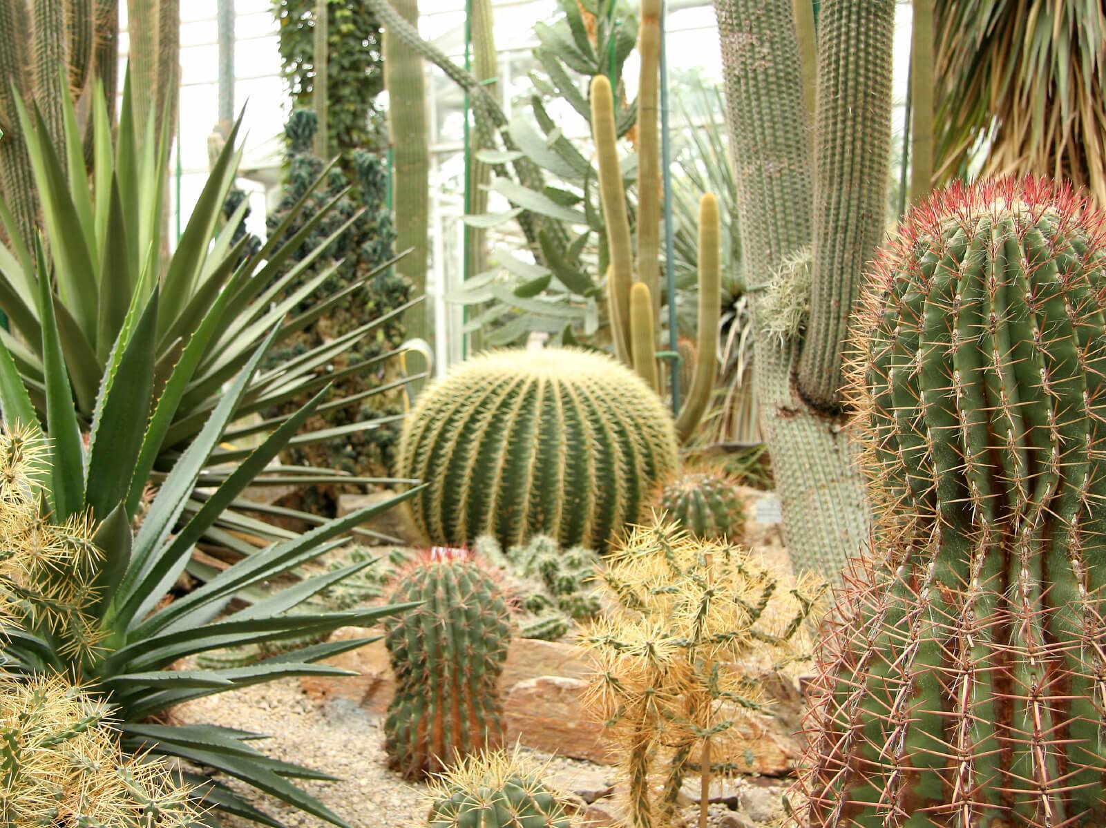 Outdoor Cactus Garden Ideas