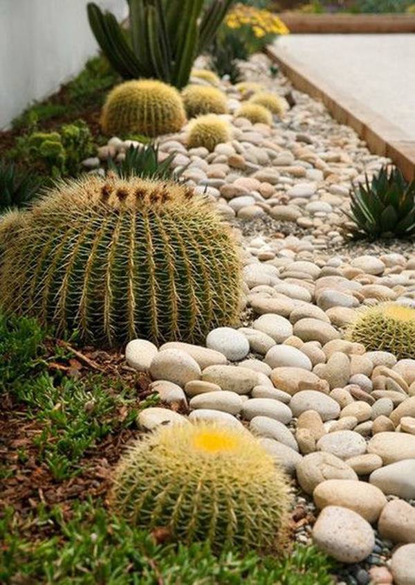 Outdoor Cactus Garden Ideas