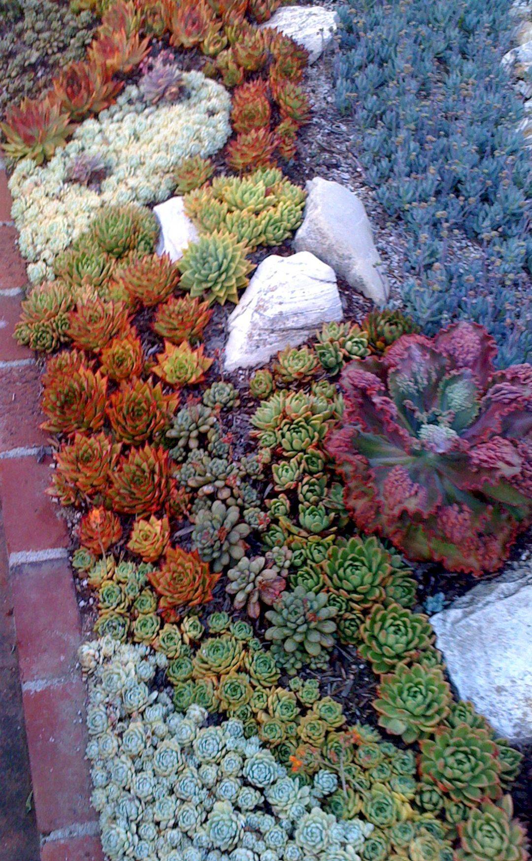 Incredible Cactus Garden Landscaping Ideas Best
