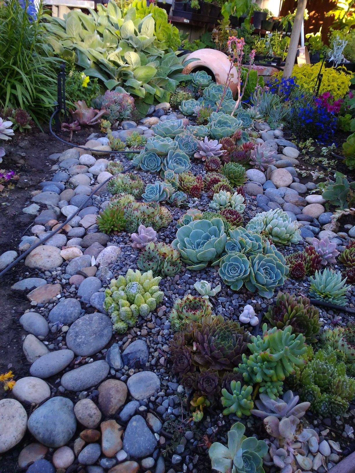 Front Yard Landscaping Design