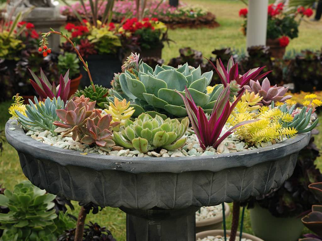 Indoor Outdoor Container Garden Arrangements Succulents Container