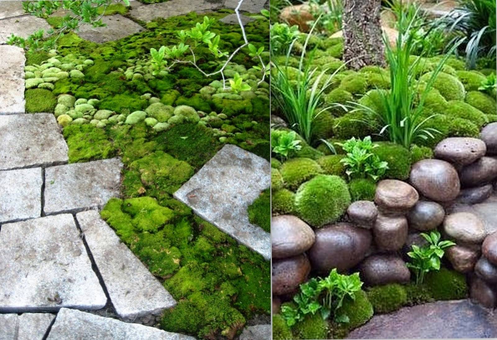 Moss Garden Small Garden Design