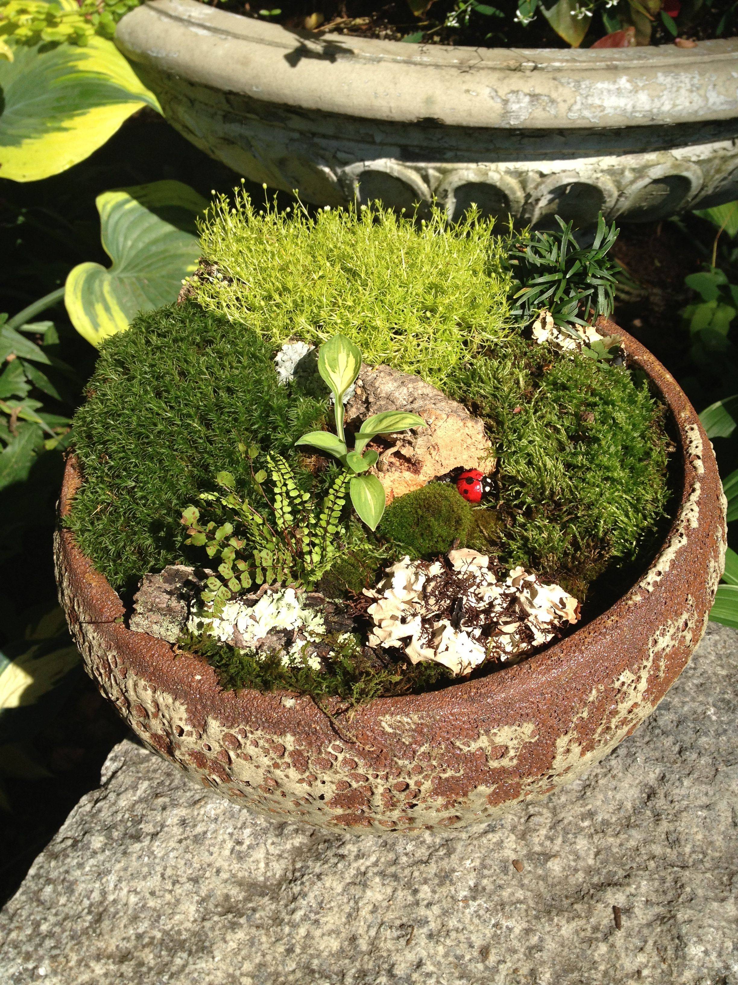 Miniature Fairy Gardens