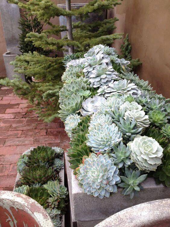 A Mini Succulent Zen Garden