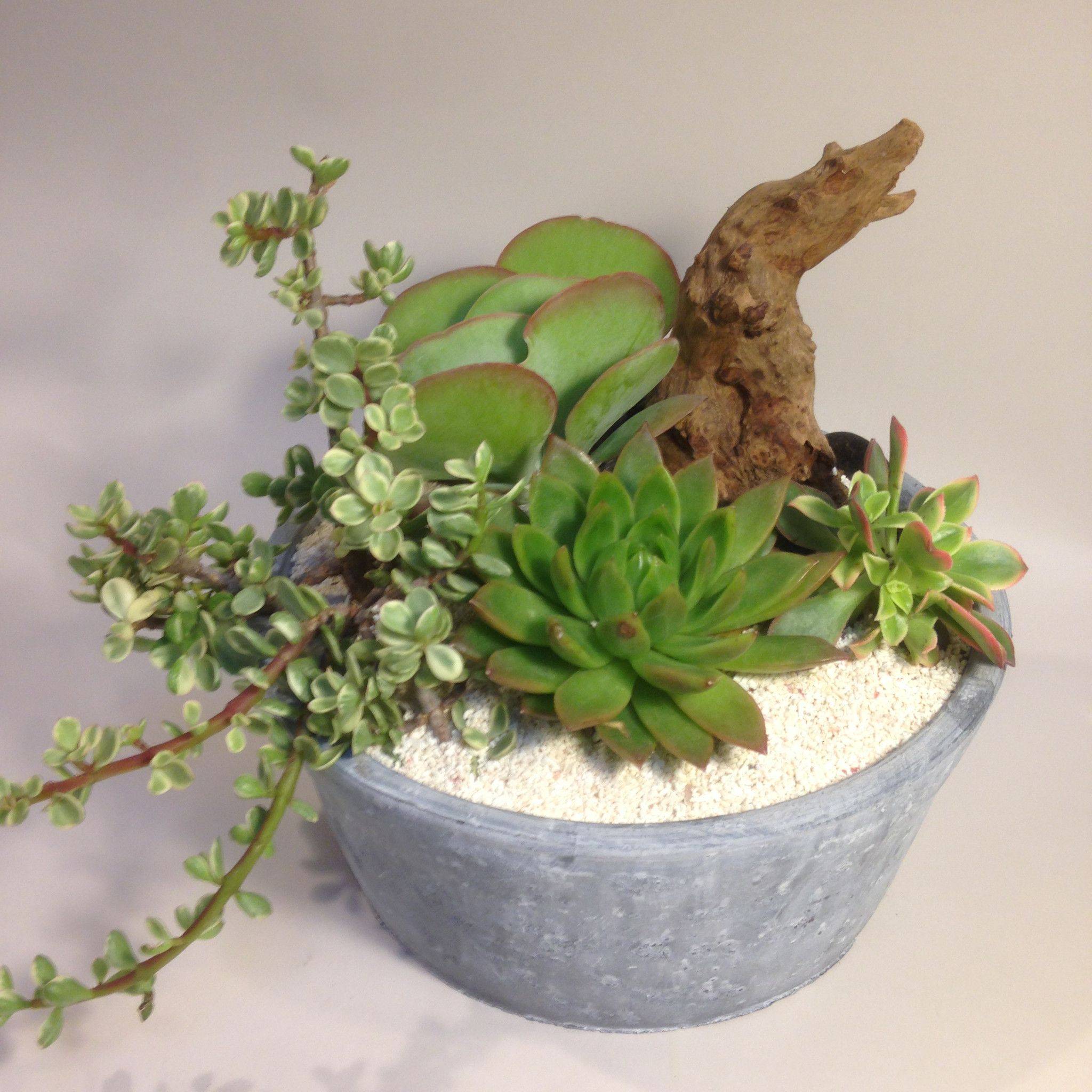 Succulent Garden Diy