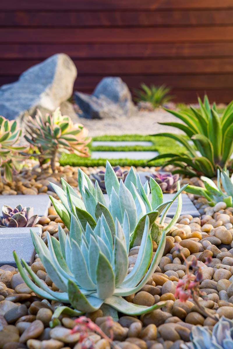 Succulent Zen Garden