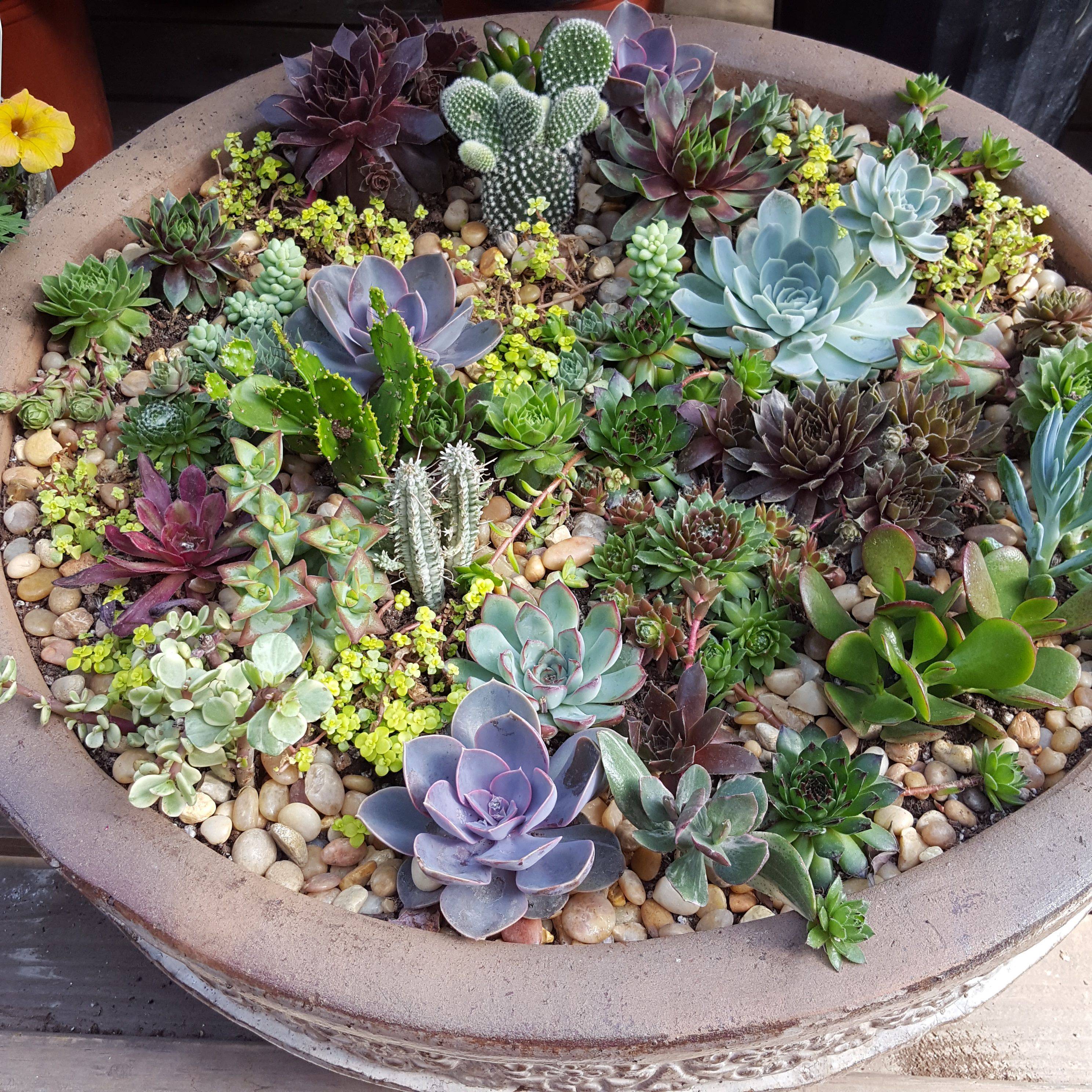 Succulent Zen Garden Malleret Designs