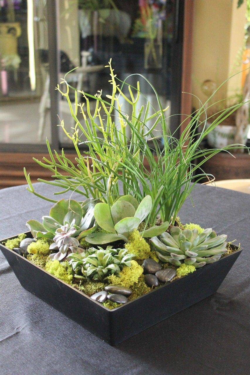 Succulent Zen Garden Succulents