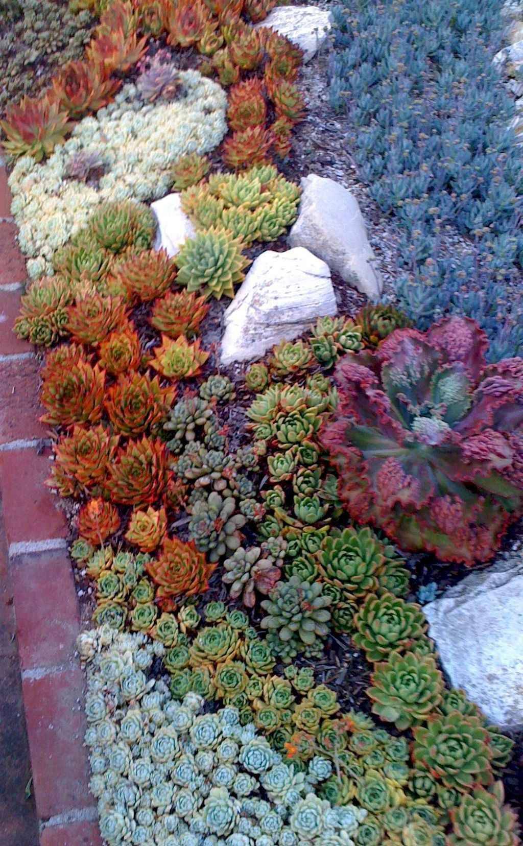 Very Good Diy Small Cactus Succulent Decoration Ideas