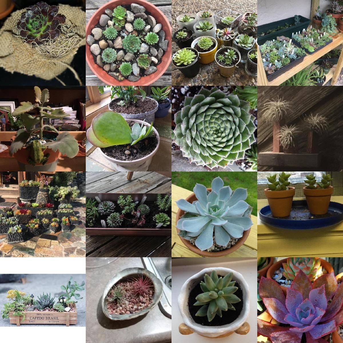 Mountain Crest Gardens Customer Experience Fairy Garden
