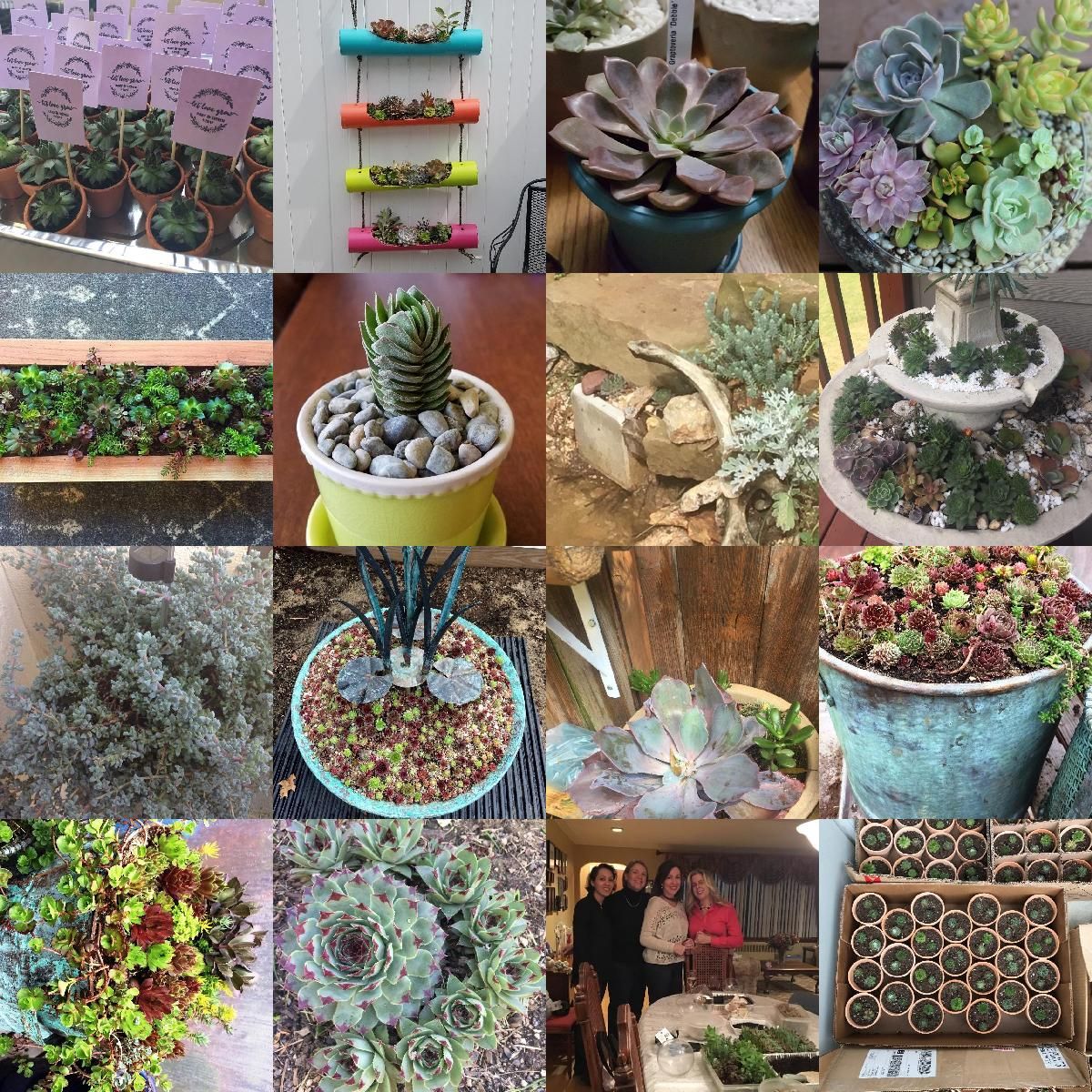 Mountain Crest Gardens Customer Experience Succulents Indoor