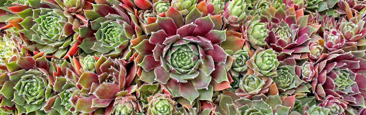 Mountain Crest Gardens Customer Experience
